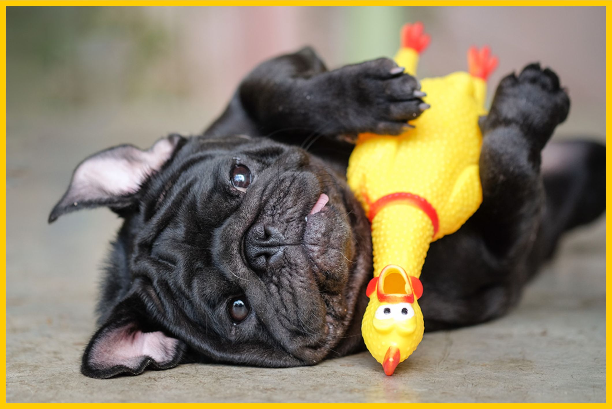 que faire si votre chien attaque une poule