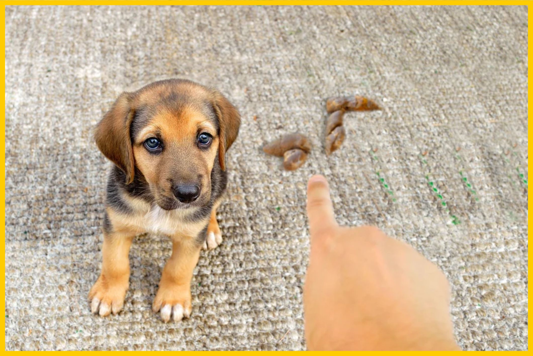 chien qui fait caca maison