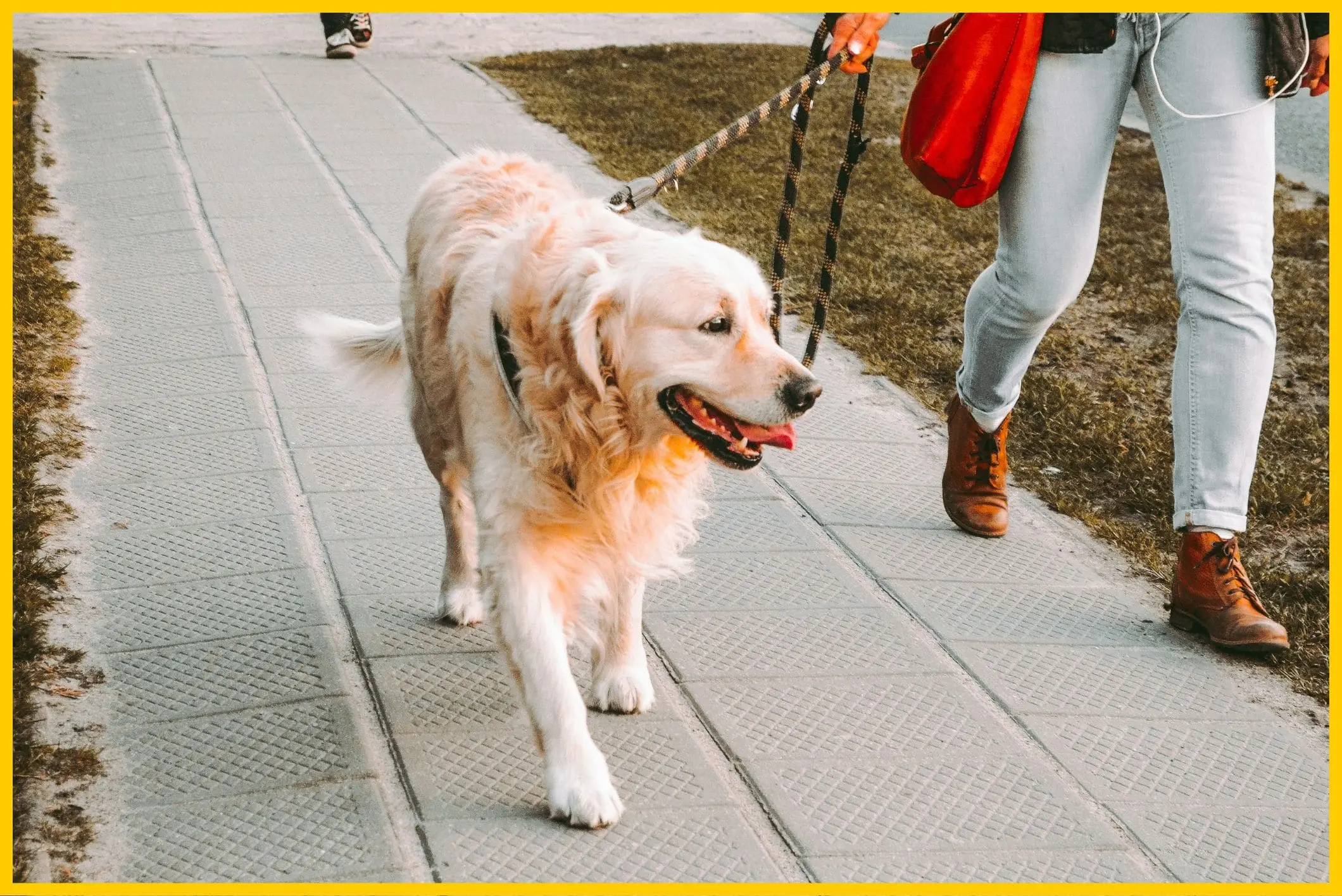 chien en laisse lille