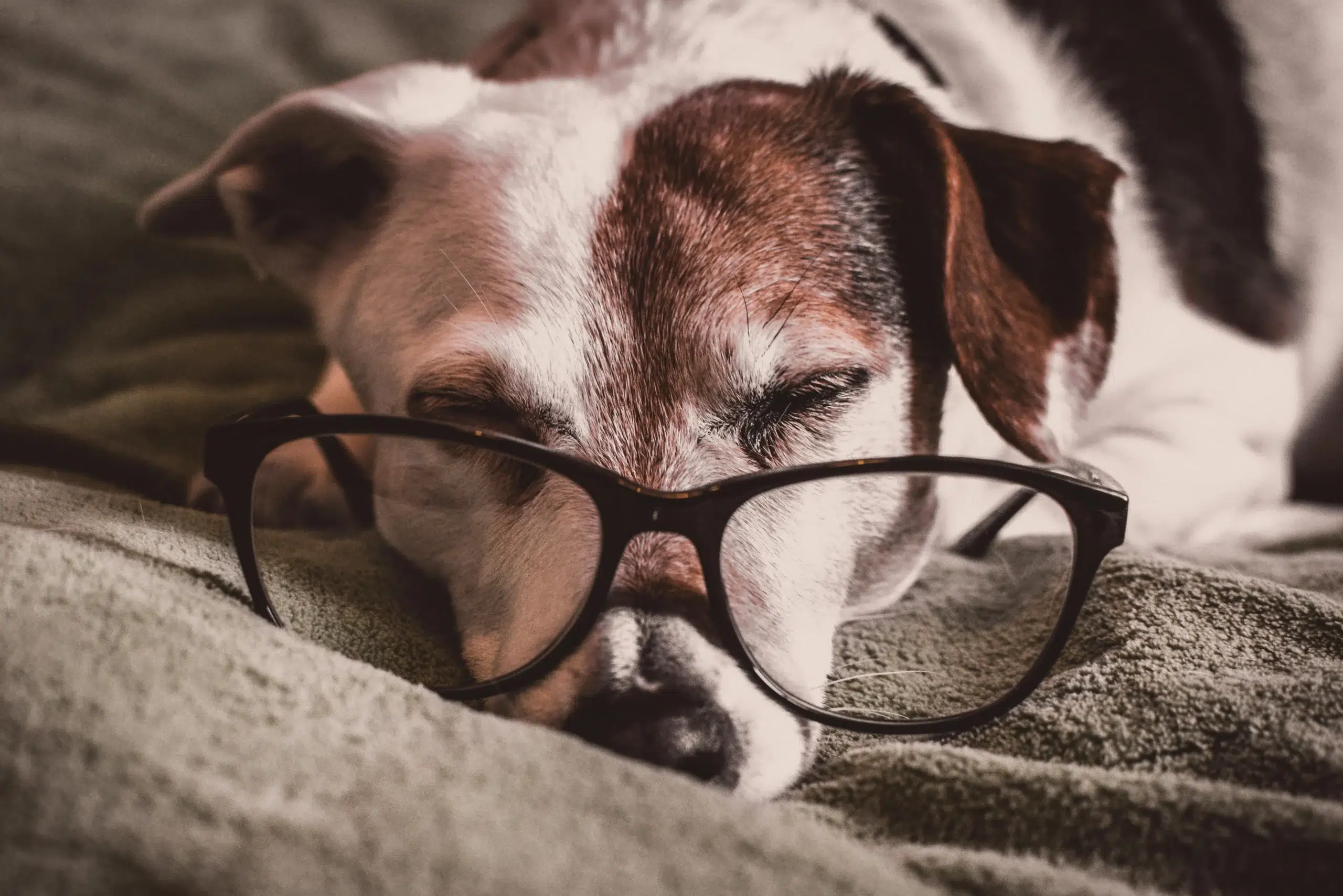 chien vieux qui veut une poussette