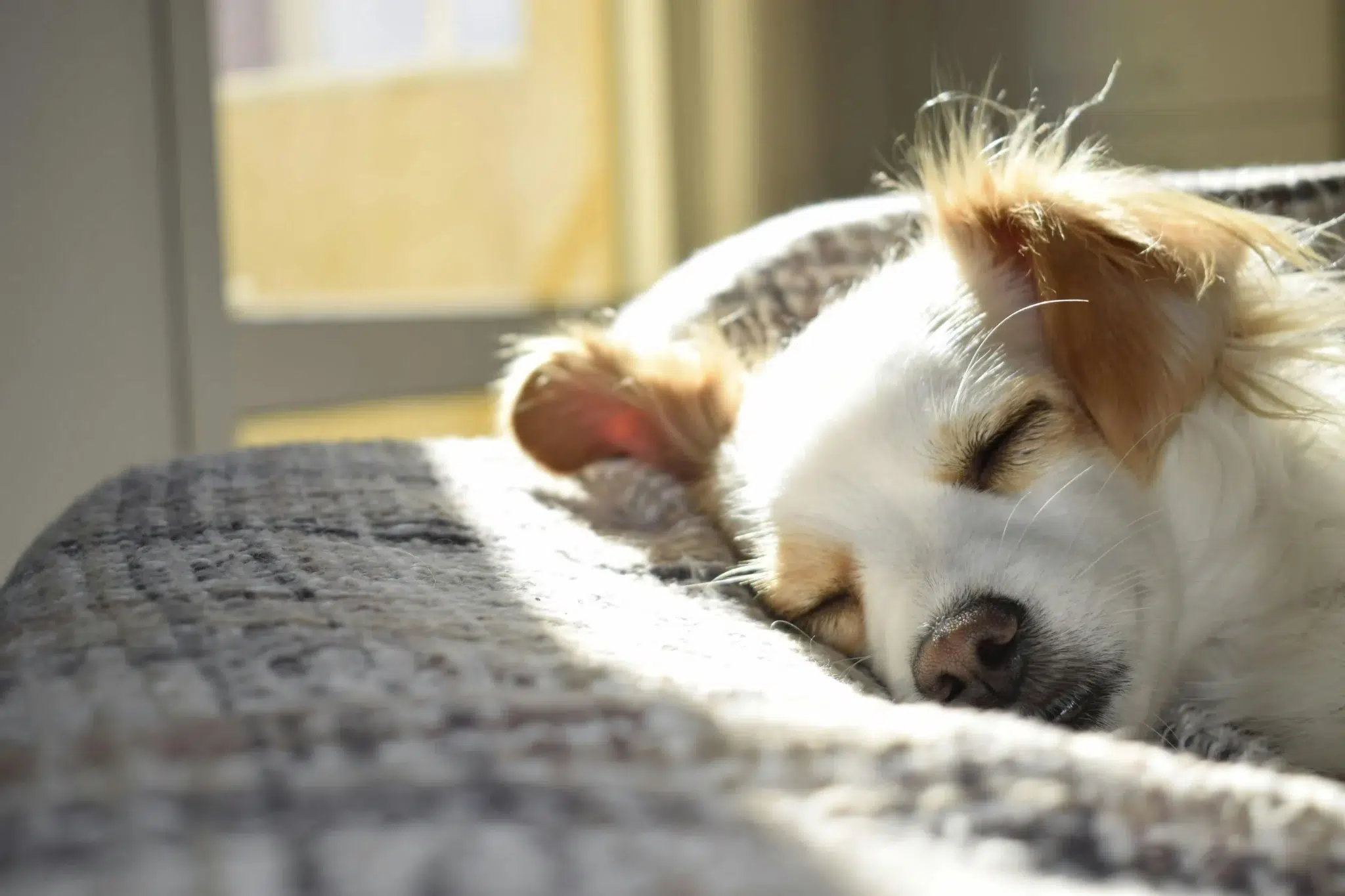 un chien qui a un canapé et qui est heureux